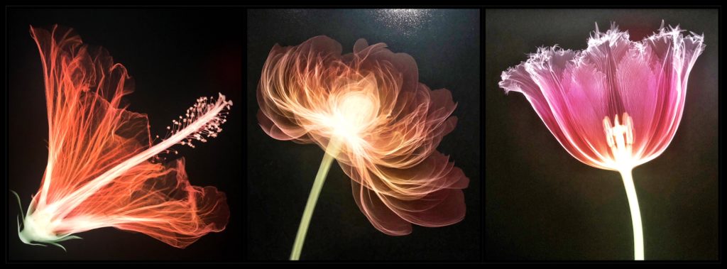 Hibiscus, pivoine et tulipe, Nick Veasey au Fotografiska