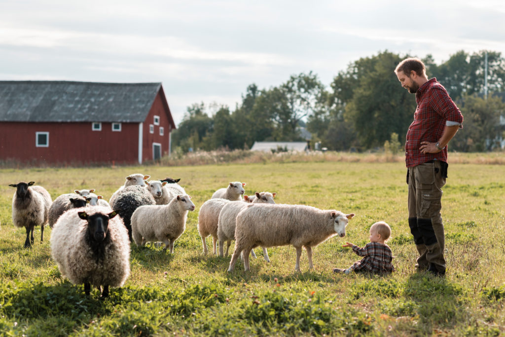 Père et enfant avec des moutons