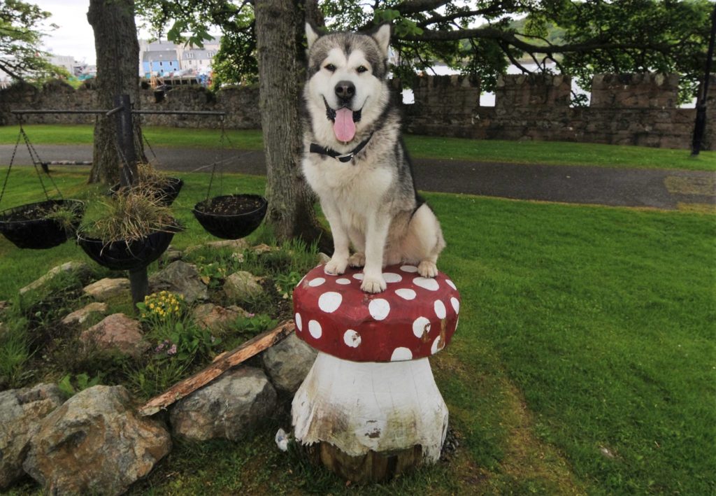 Hypnos, malamute de Tristan Lefranc