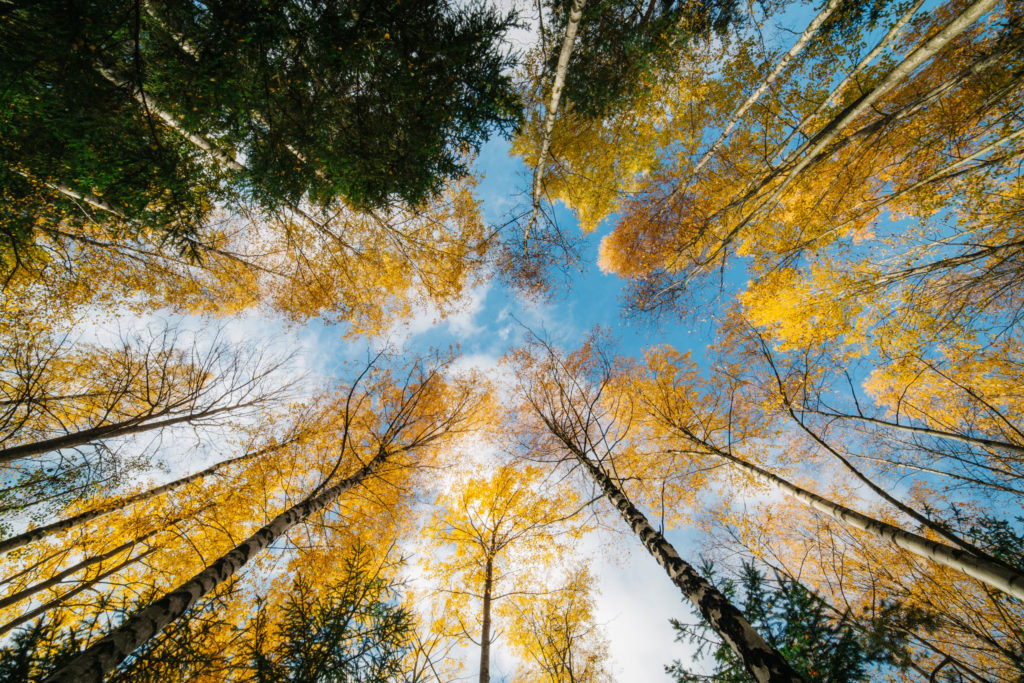 Forêt automnale, bouleaux