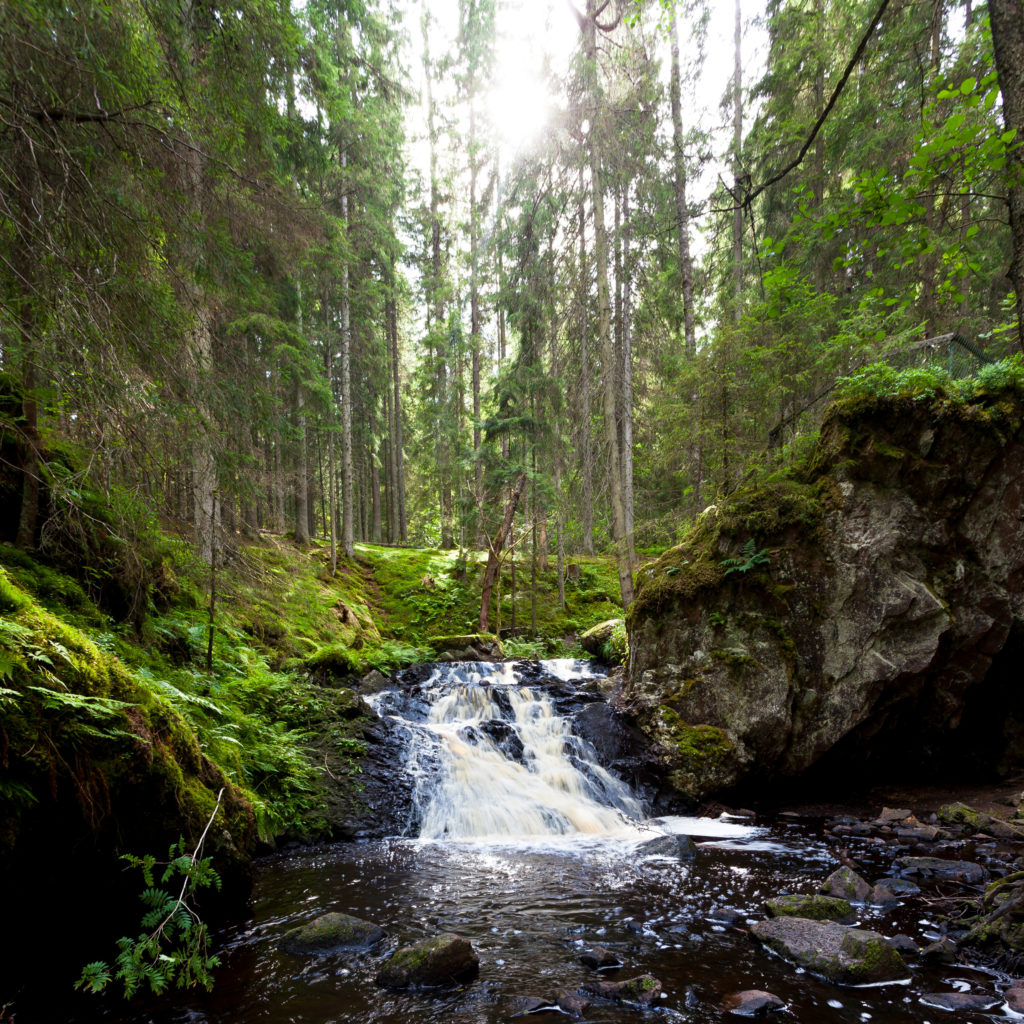 Torrent dans la forêt