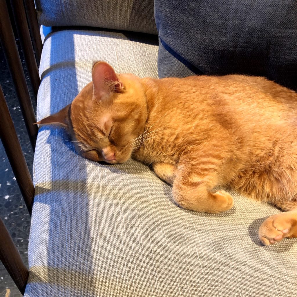 Birk dormant sur un fauteuil du Java Whiskers