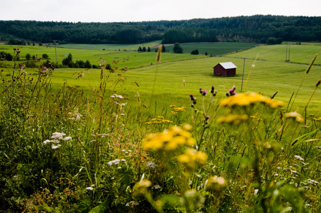 Campagne suédoise