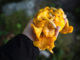 Chanterelles