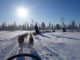 Kiruna, chiens de traineau