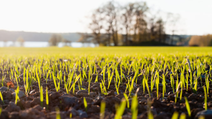 Agriculture