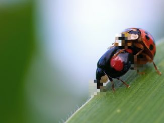 Coccinelles