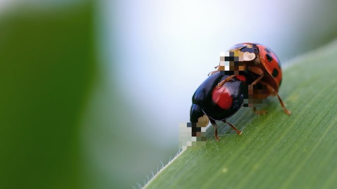 Coccinelles