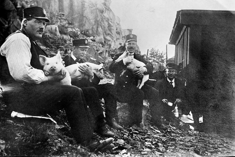 Under första världskrigets nödår födde man upp grisar på s
