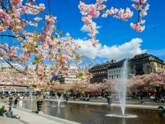 Cerisiers en fleurs à Kungsträdgården