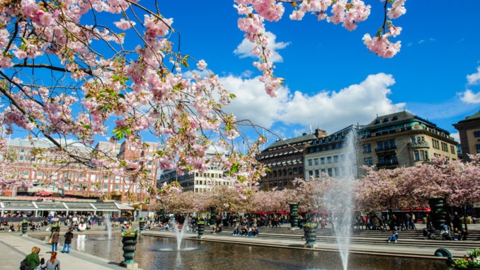 Cerisiers en fleurs à Kungsträdgården