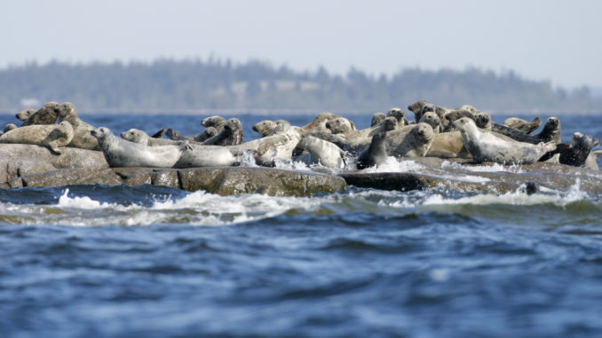 jörgen_wiklund-grey_seals-3024 Phoques gris dans l'archipel de Stockholm
