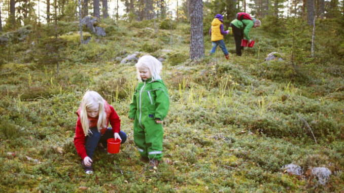 kristiina_kontoniemi-picking_berries-3121 Cueillir des baies dans la forêt